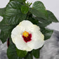 Hibiscus white with red