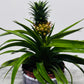 Ananas Amigo Orange