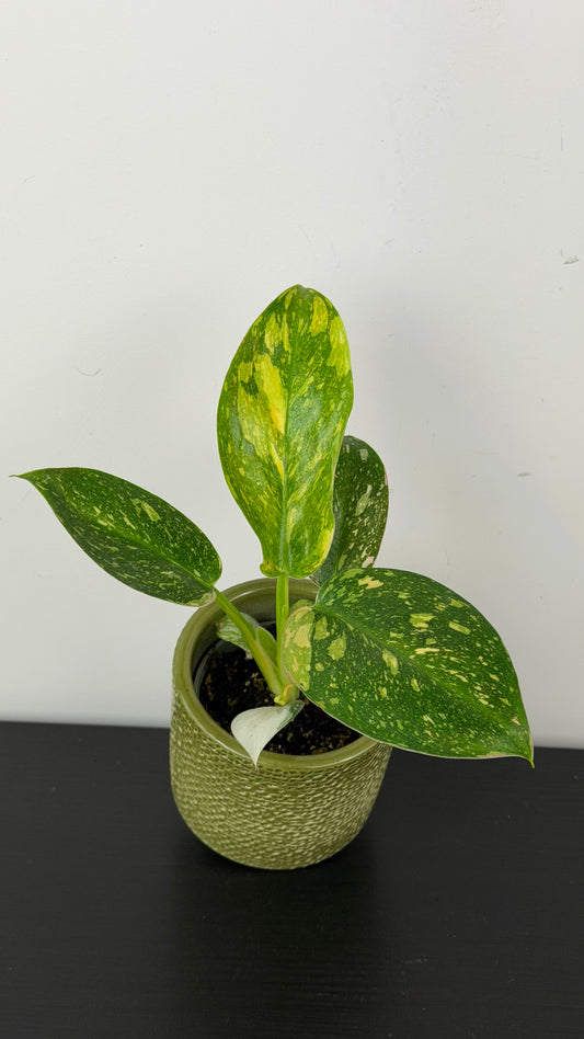 Philodendron Green Congo