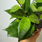 Hoya Parasitica - www.augi-plants.lv