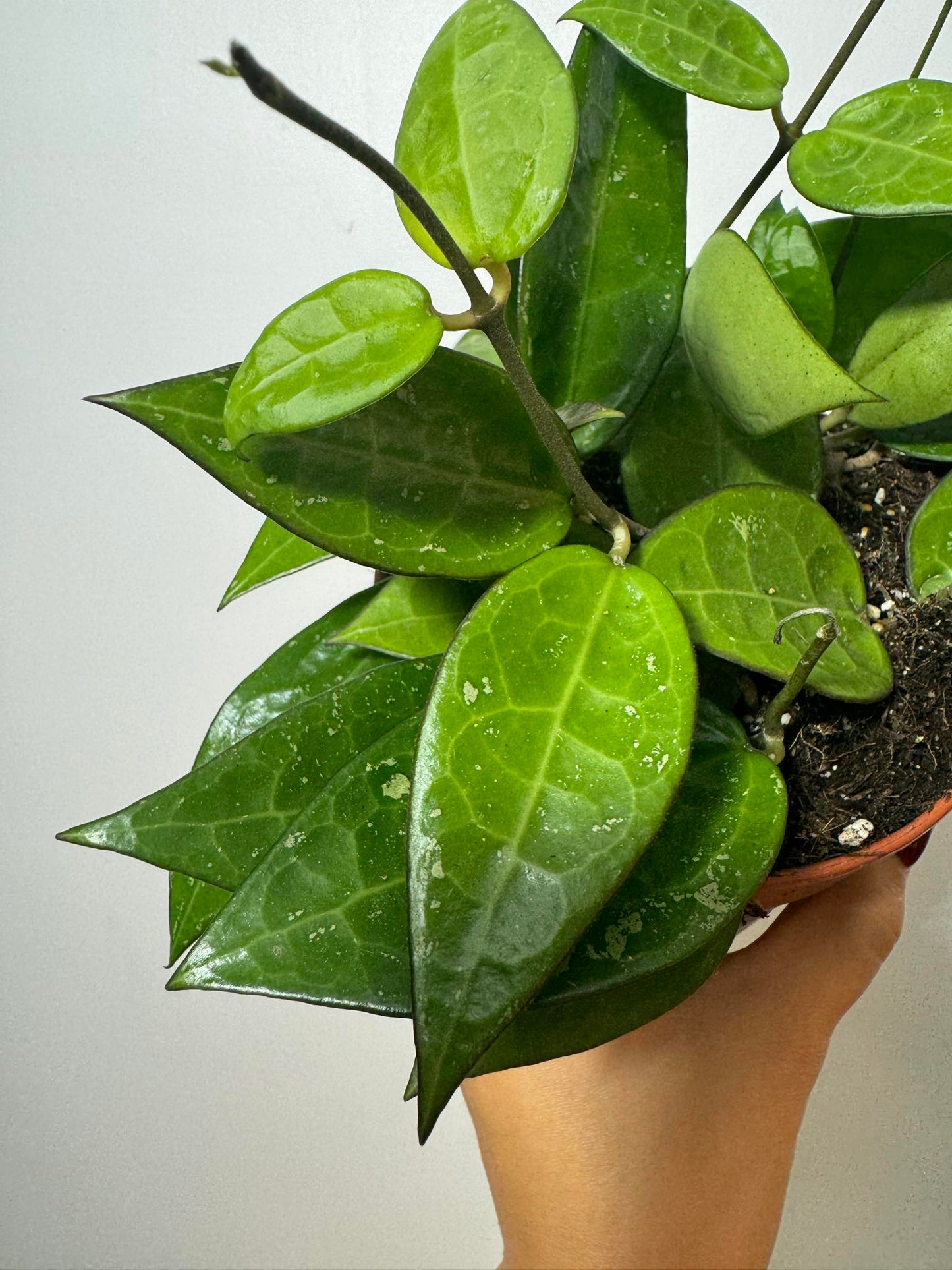 Hoya Parasitica - www.augi-plants.lv
