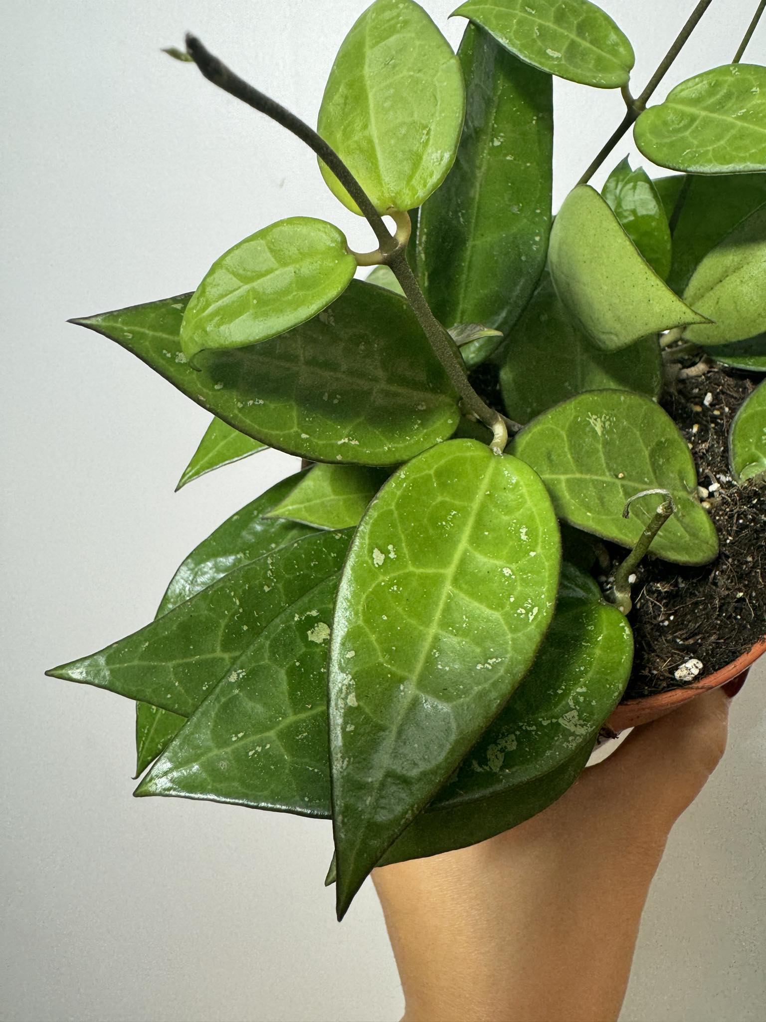 Hoya Parasitica - www.augi-plants.lv