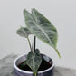 Alocasia Longiloba Silver