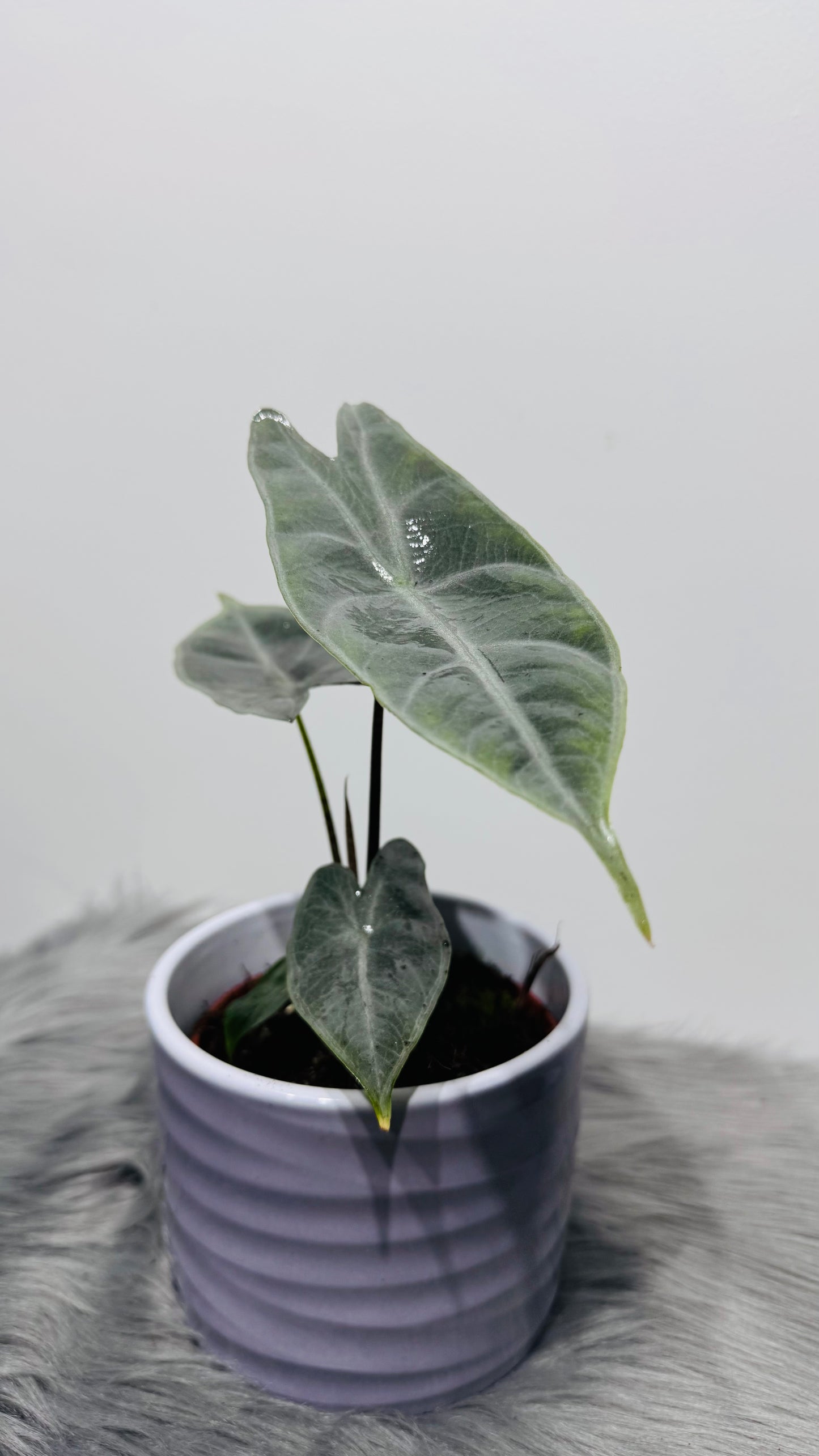Alocasia Longiloba Silver