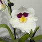 Miltoniopsis 1