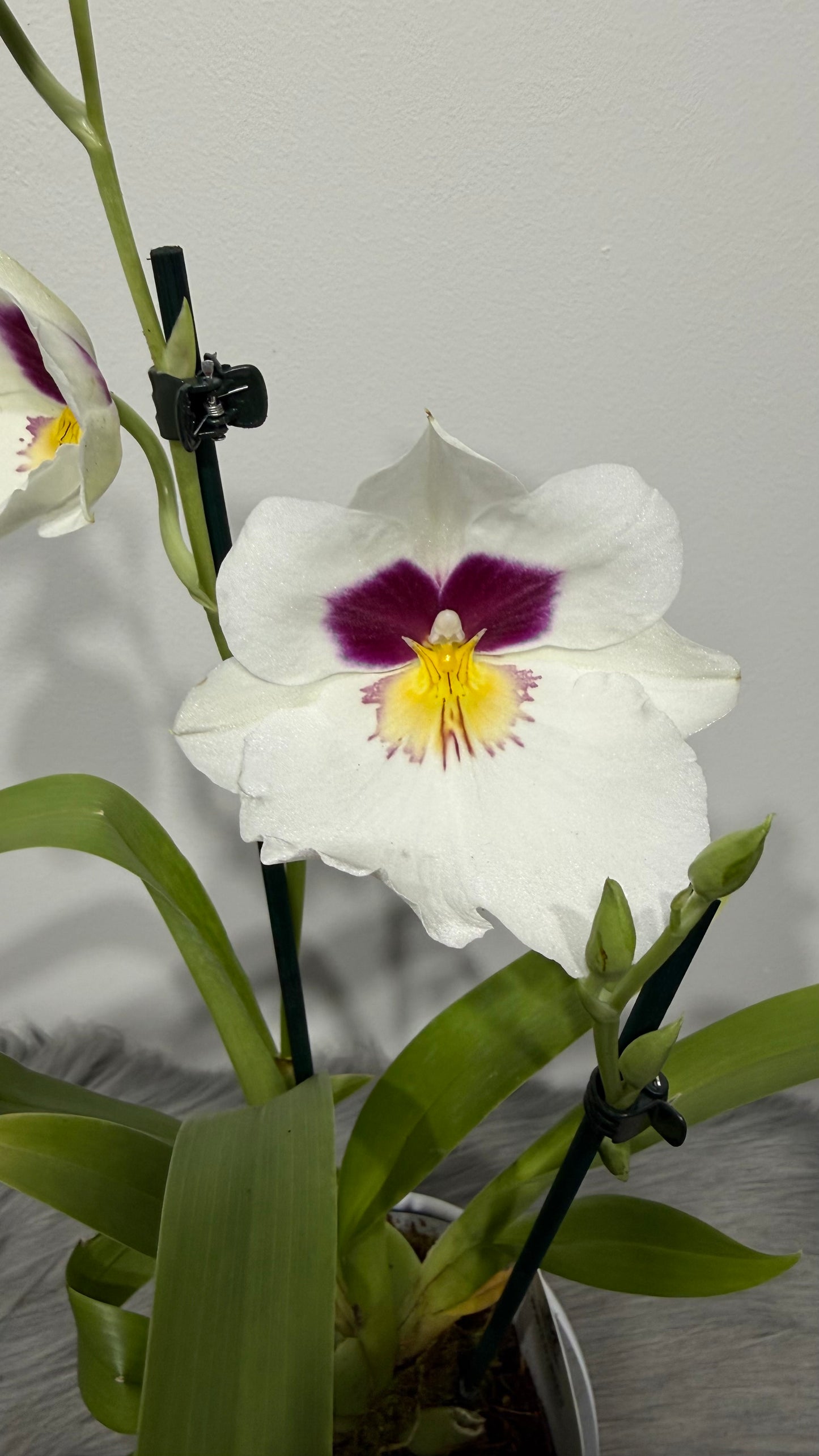 Miltoniopsis 1