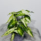 Syngonium Three Kings