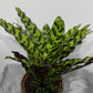 Calathea 1 - www.augi-plants.lv