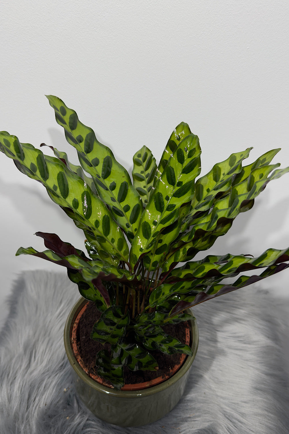 Calathea 1 - www.augi-plants.lv
