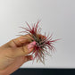 Tillandsia Air plant 3