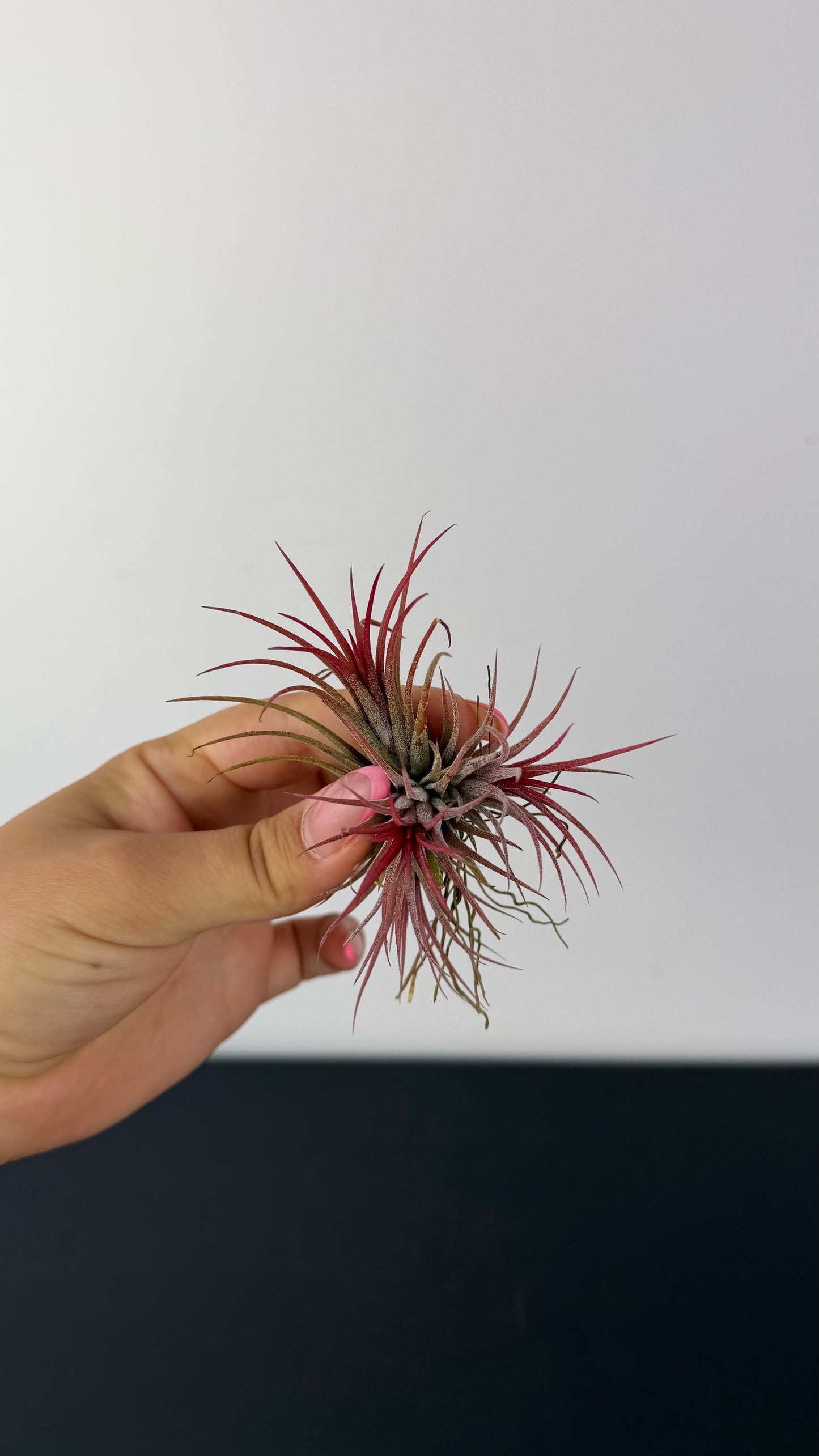 Tillandsia Air plant 3