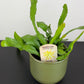 Epiphyllum Fruhlings Gold