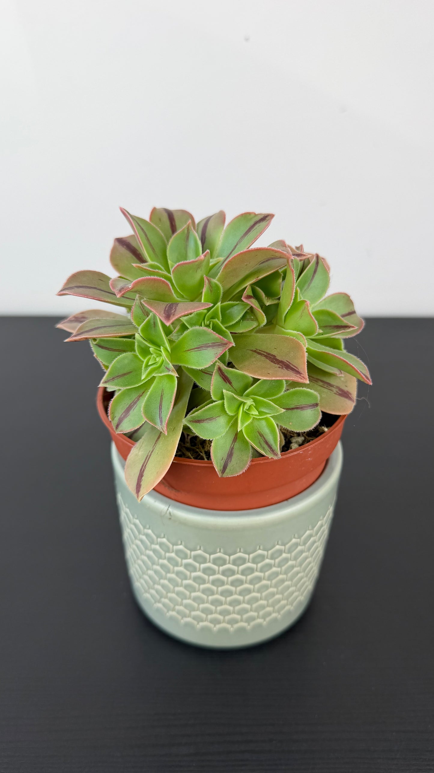 Aeonium Red Stripe