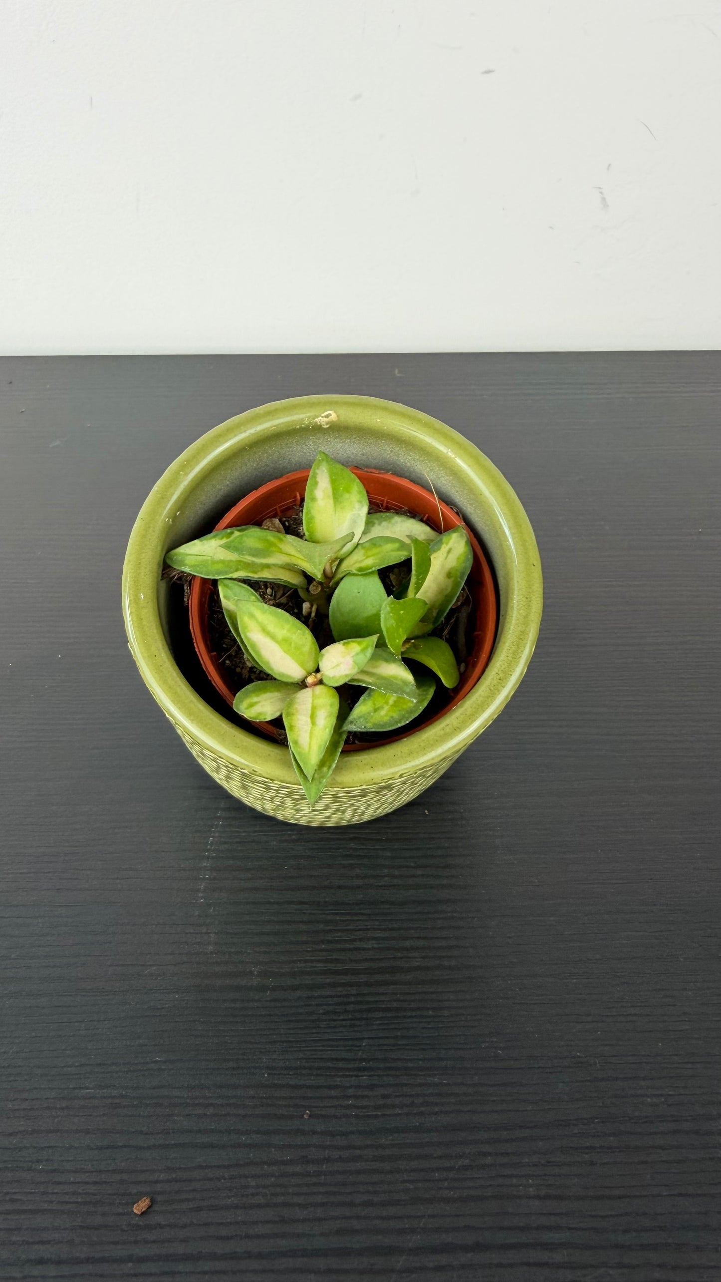 Hoya Mix