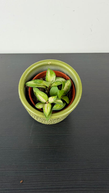 Hoya Mix