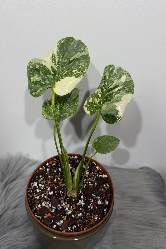 Monstera Thai Constellation 3 - www.augi-plants.lv