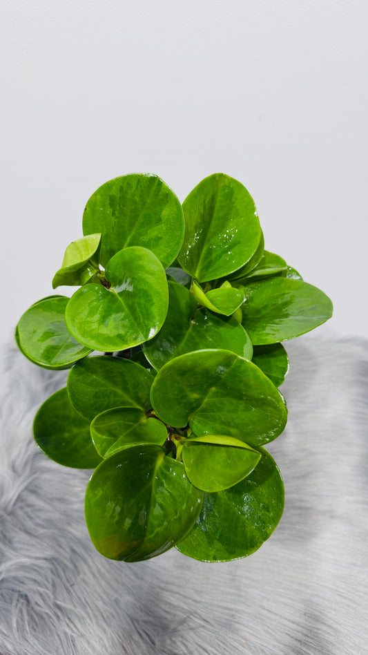 Peperomia 4