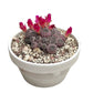 Solcorebutia Rauschii violacidermis