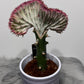 Euphorbia Cristata 2