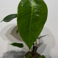 Anthurium peltigerum
