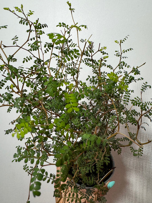 Sopho Little Baby - www.augi-plants.lv