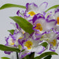 Orhideja Dendrobium Nobile SMARŽO
