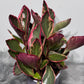 Peperomia Jellie