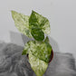 Alocasia macrorrhizos Splash