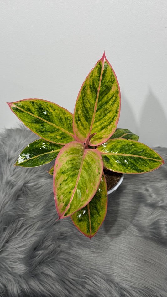 Aglaonema 6