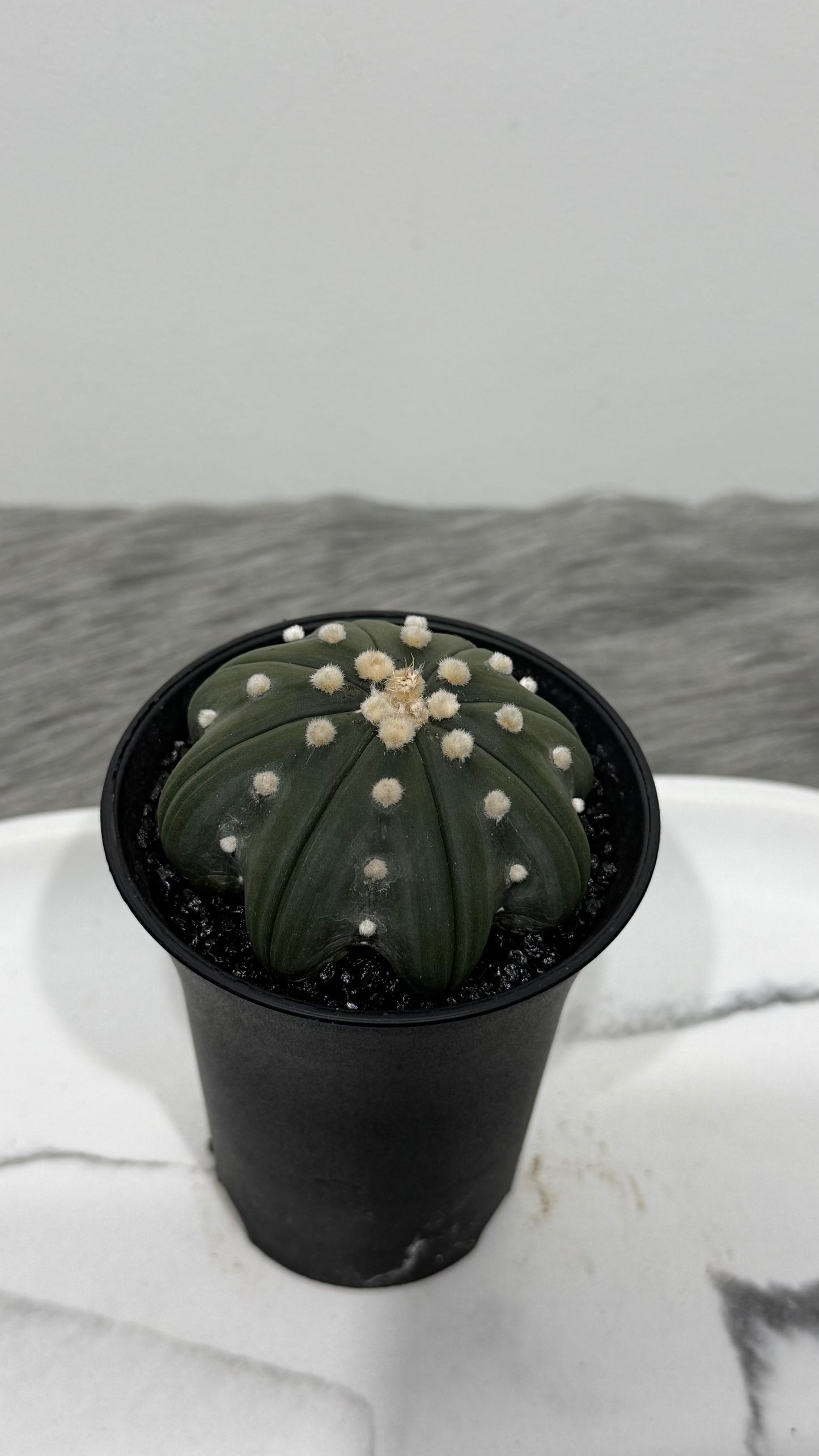 Astrophytum Asterias