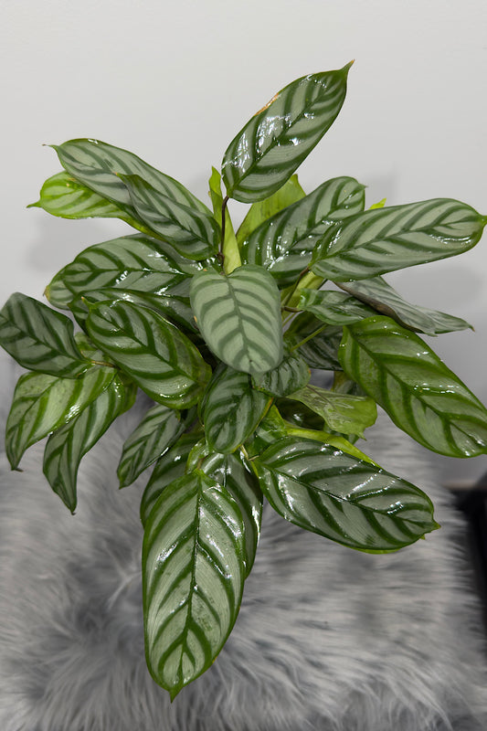 Calathea 6 - www.augi-plants.lv