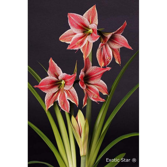 Hippeastrum Exotic Star