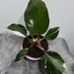 Philodendron White Knight - www.augi-plants.lv