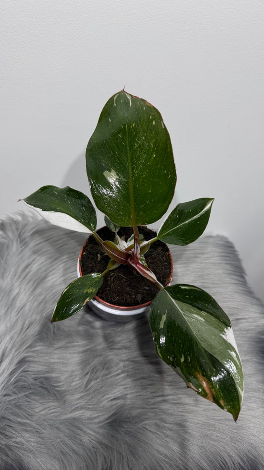 Philodendron White Knight - www.augi-plants.lv