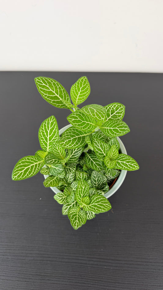Fittonia 6