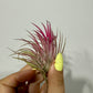 Tillandsia Air plant 4