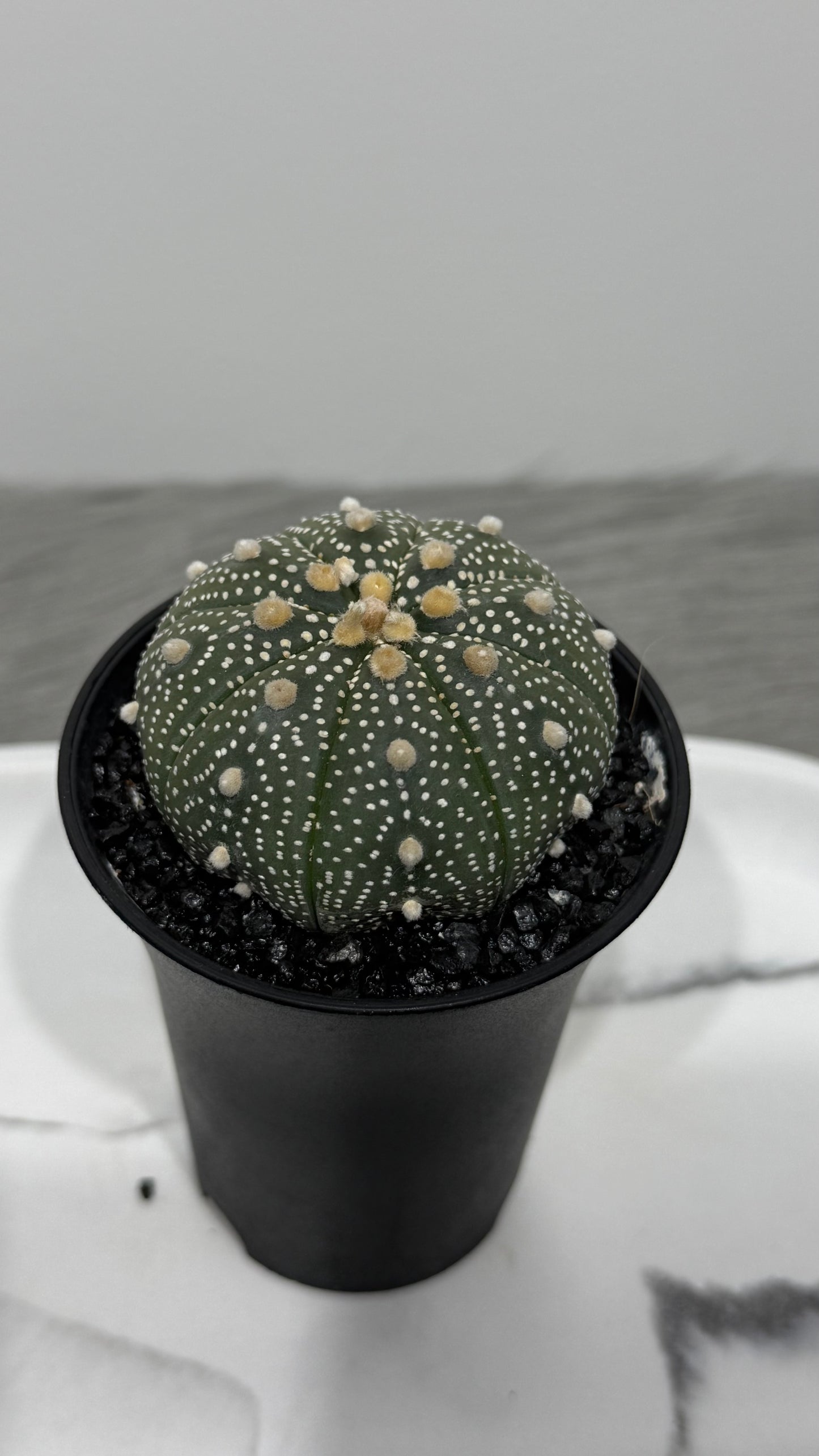Astrophytum Asterias