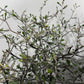 Corokia Cotoneaster