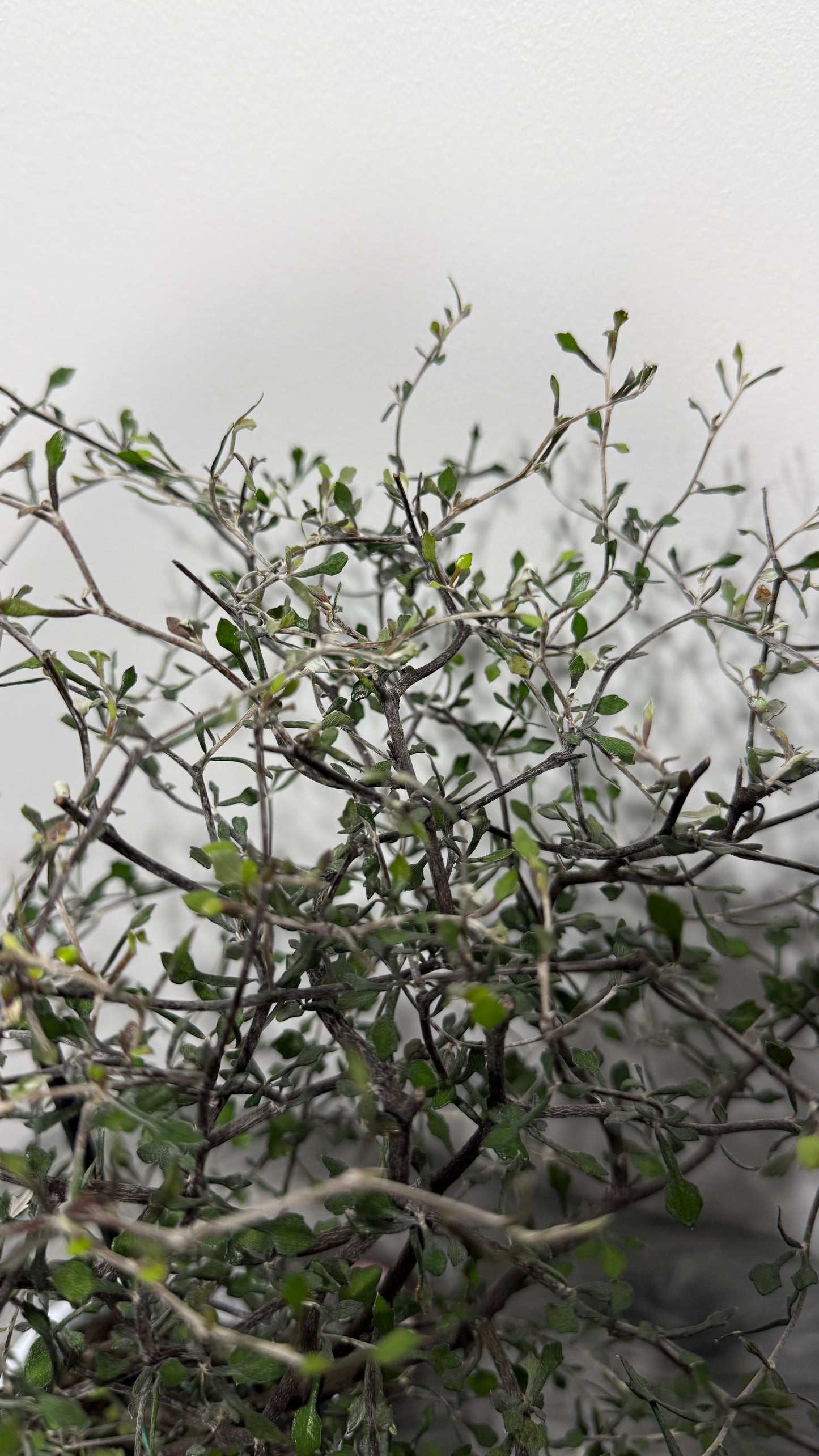 Corokia Cotoneaster