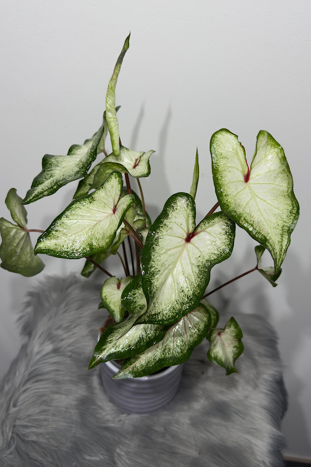Caladium 4