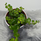 Aeschynanthus Pink Polka/ Lipstick plant - www.augi-plants.lv