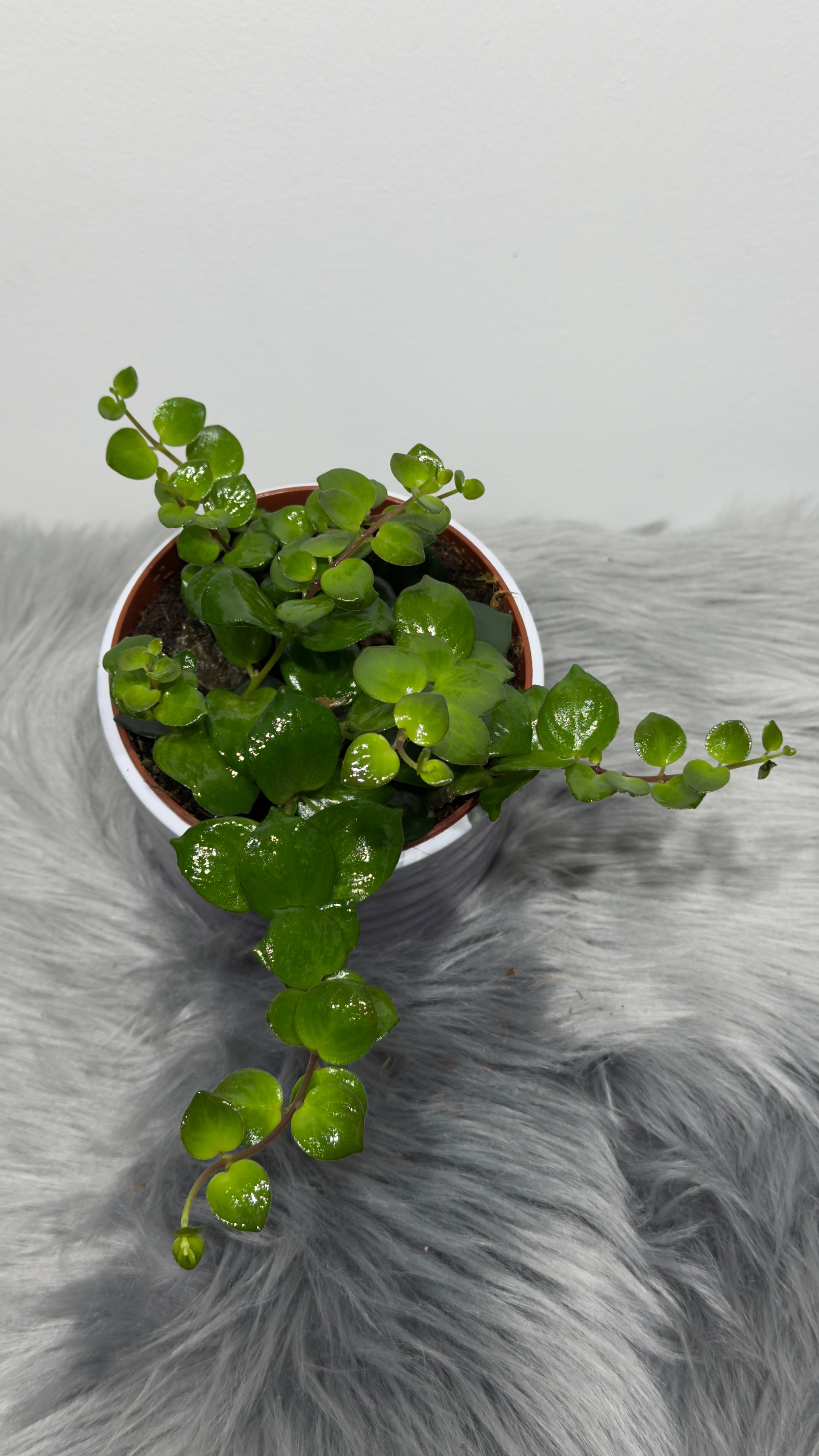 Aeschynanthus Pink Polka/ Lipstick plant - www.augi-plants.lv