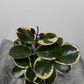 Hoya Australis Blondie