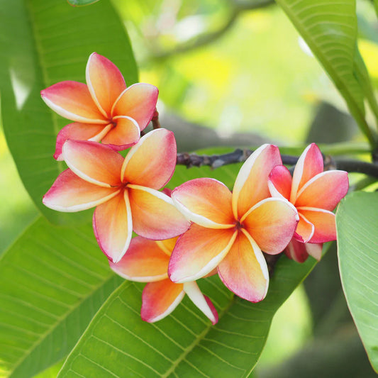 Plumeria Rubra Hawaiian 2 - www.augi-plants.lv