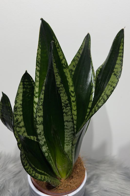 Sansevieria trifasciata Whitney - www.augi-plants.lv