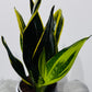 Sansevieria 7