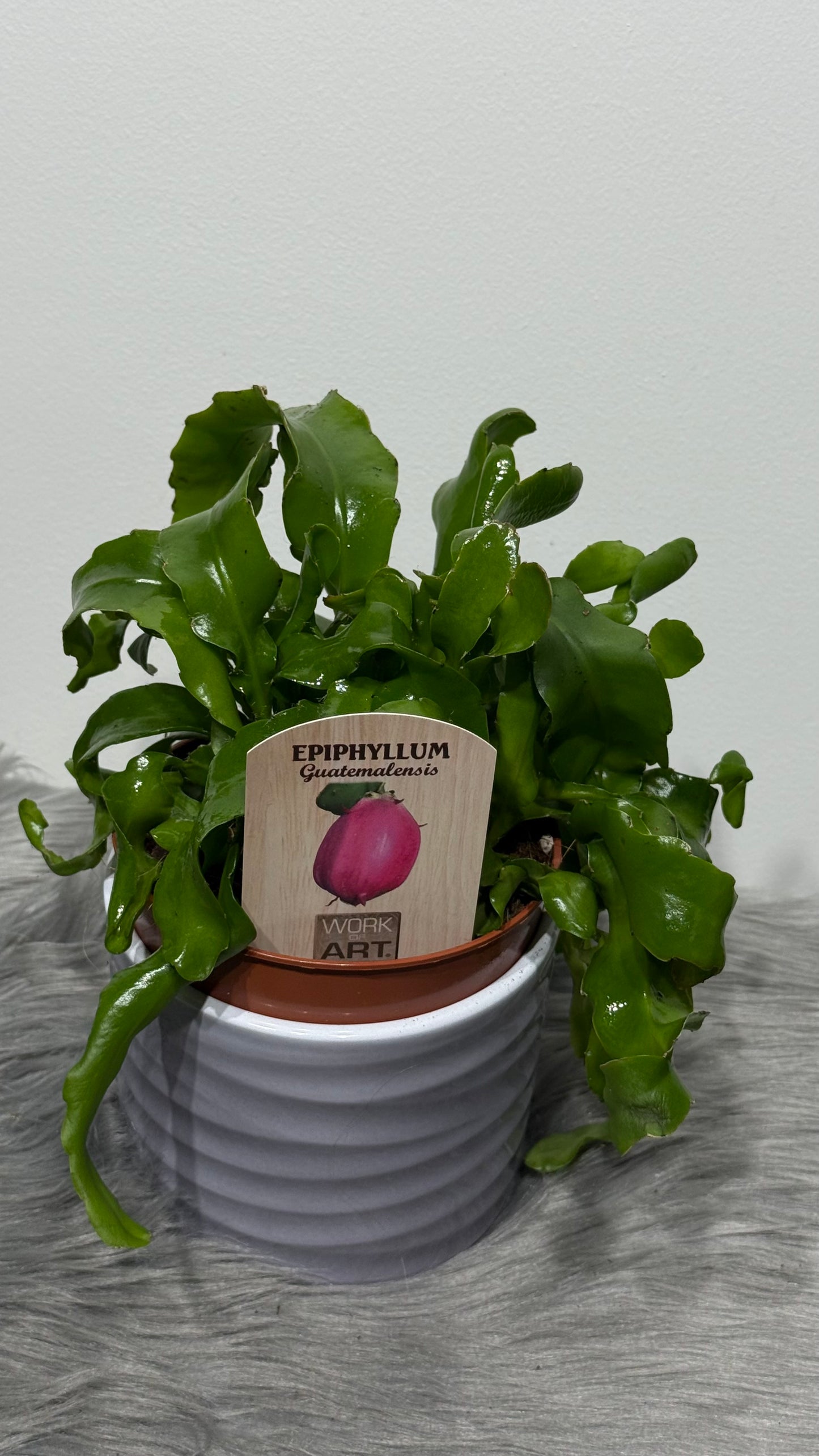 Epiphyllum guatemalense var monstrose