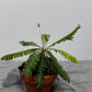 Biophytum Sensitivum