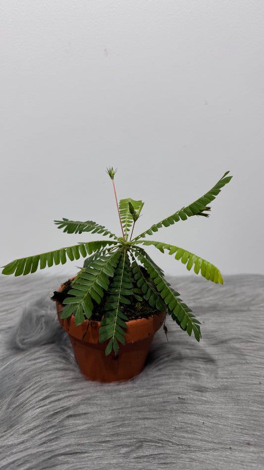Biophytum Sensitivum