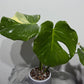 Monstera Thai Constellation 7 - www.augi-plants.lv